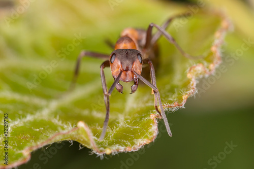 Red ant on leaf. Red ant close up. © ihorhvozdetskiy