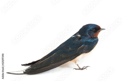 Bird barn swallow (Hirundo rustica) or swift on a white background photo