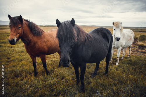 Icelandic horses in the field of scenic nature landscape of Iceland. Place for text or advertising