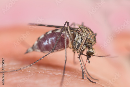 The mosquito (Culex pipiens) drinks blood on human skin. The mosquito (Culex pipiens) drinks blood, super macro. © ihorhvozdetskiy