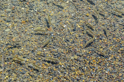 Small fishes swimming in Pfeffikon lake's shore © S J Lievano