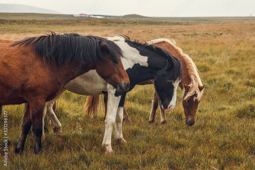 Icelandic horses in the field of scenic nature landscape of Iceland. Place for text or advertising Icelandic horses in the field of scenic nature landscape of Iceland. Place for text or advertising