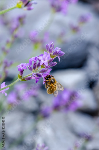 Fototapeta Naklejka Na Ścianę i Meble -  lavender flower with a visiting bee