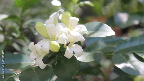 Small Flying Insect Buzzing Around A White Jasmine Flower photo