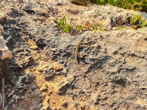 Lizard on rocks in Cyprus