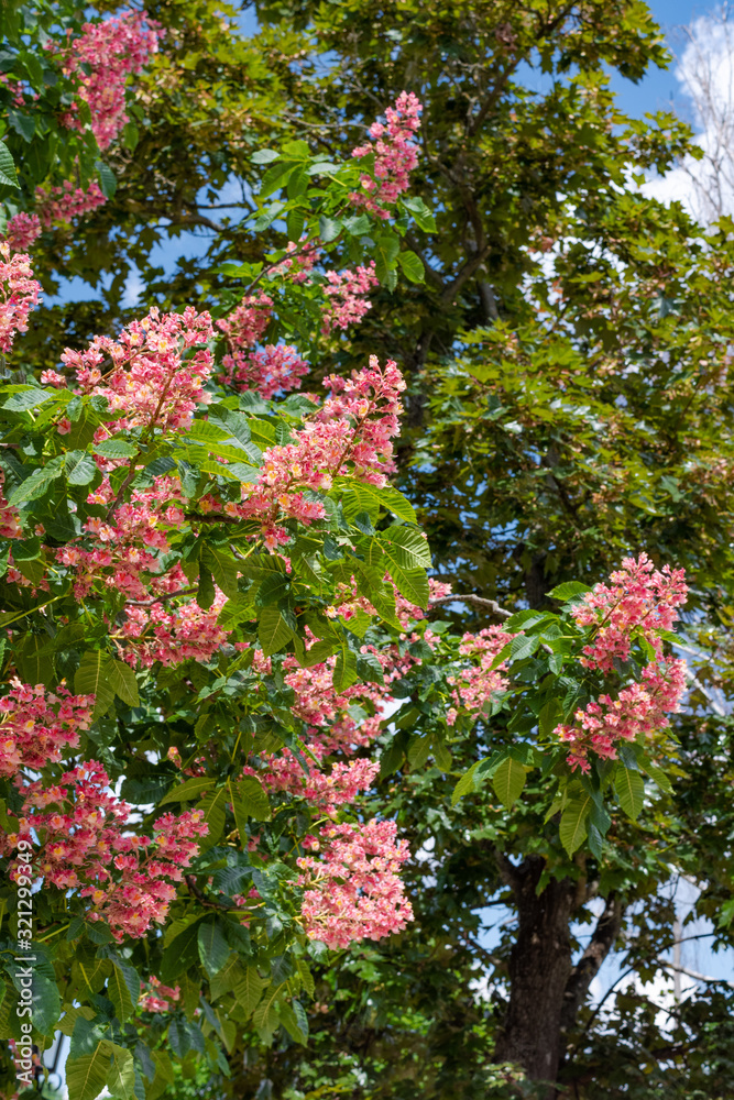 Aesculus х carnea tree with pink flowers blooms in spring. Aesculus х carnea tree with pink flowers blooms in spring.