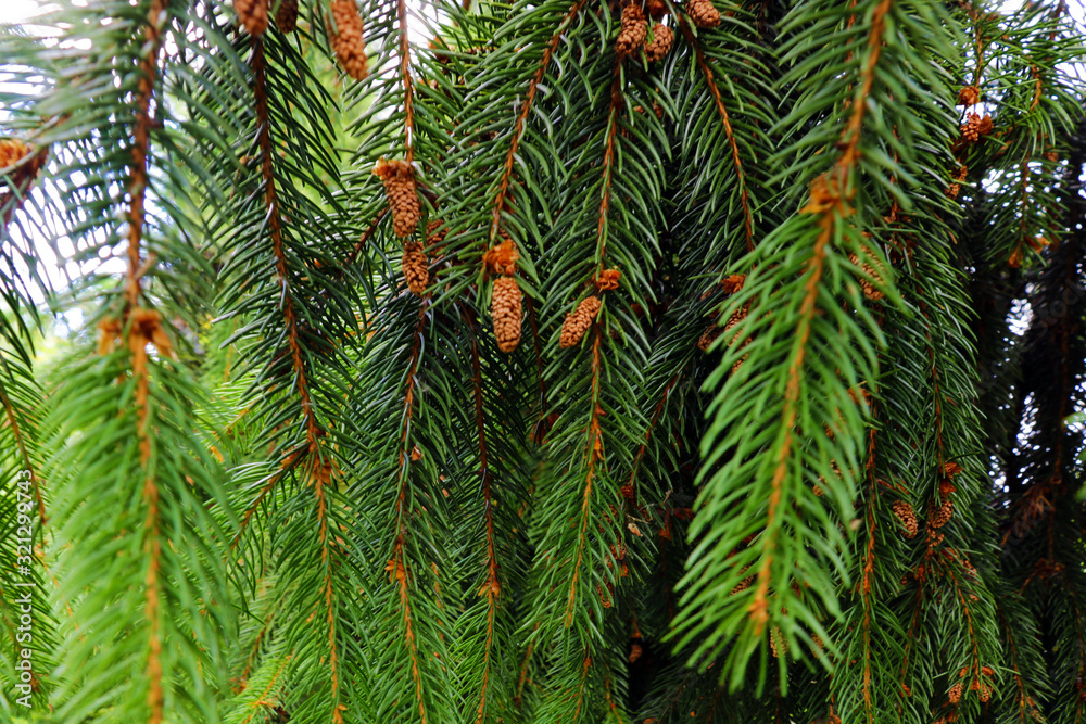green pine branches in the spring or summer. green pine branches in the spring or summer.