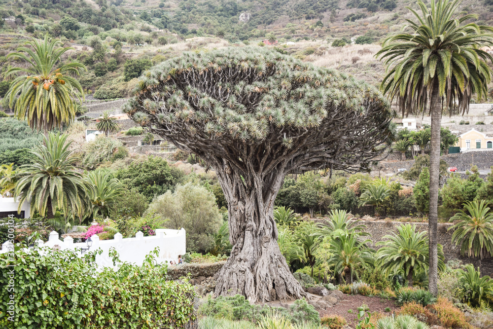 teneryfa dracena
