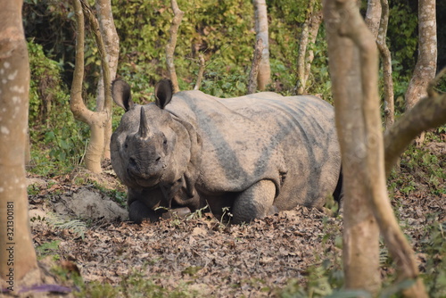 Rhinoc  ros