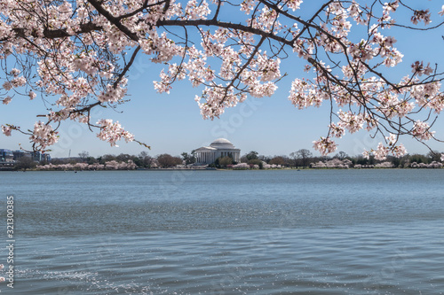 Washington DC, cherry blossom potomac river