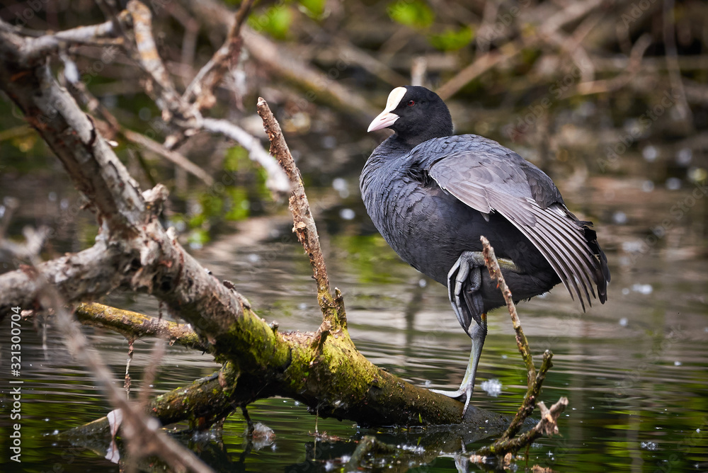 Naklejka premium Eurasian Coot ( Fulica Atra ) Sitting on a Tree Trunk in Lake