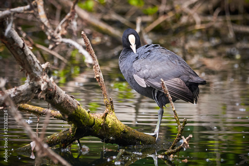 Eurasian Coot ( Fulica Atra ) Sitting on a Tree Trunk in Lake