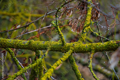 Spring postcard with colorfully mossed and lichened wet forest tree branches, closeup, details