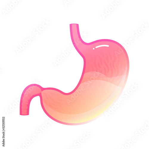 Vector isolated illustration of stomach