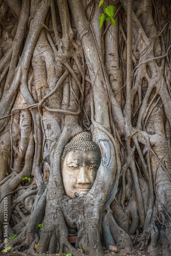Buddha head trapped in bodhi tree roots in Wat Mahathat Temple, Ayutthaya.  Bangkok province, Thailand