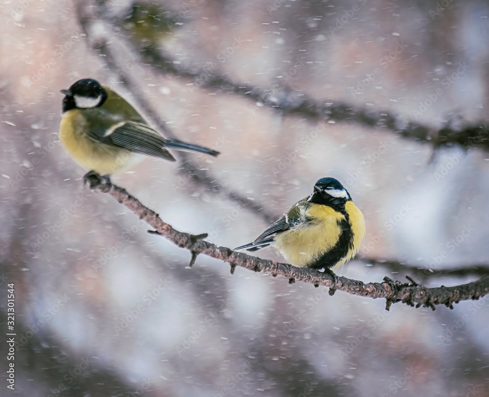 Naklejka premium Titmouse on a snowy winter day