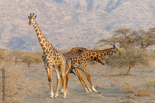 giraffes grazing in the serengeti national park  Tanzania