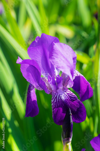 Blooming iris on a summer day outdoors