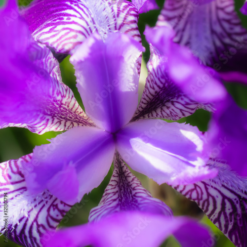 Fototapeta Naklejka Na Ścianę i Meble -  Blooming iris on a summer close up