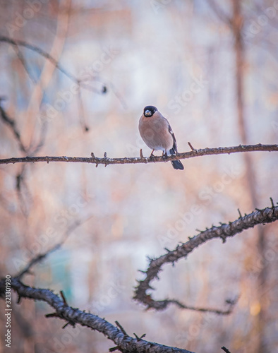 reddish chest bullfinch on a winter day