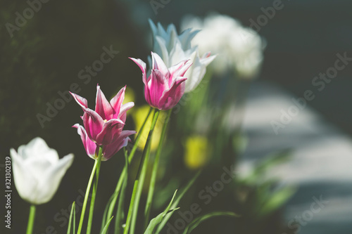 Beautiful Colorful Tulips with Green leaf in the Garden with Blurred many Flower as background of Colorful Blossom Flower in the Park.