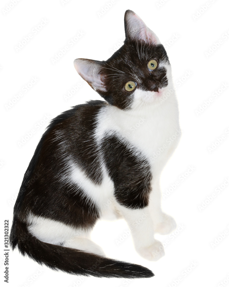 Naklejka premium Bicolor black-white small shorthair kitten sitting isolated