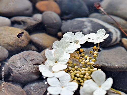 Beautiful flower floating in a river above stones  photo