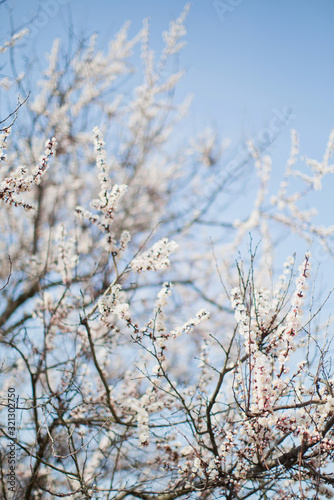Blossom tree with white flowers. Apricot blossom tree. Spring