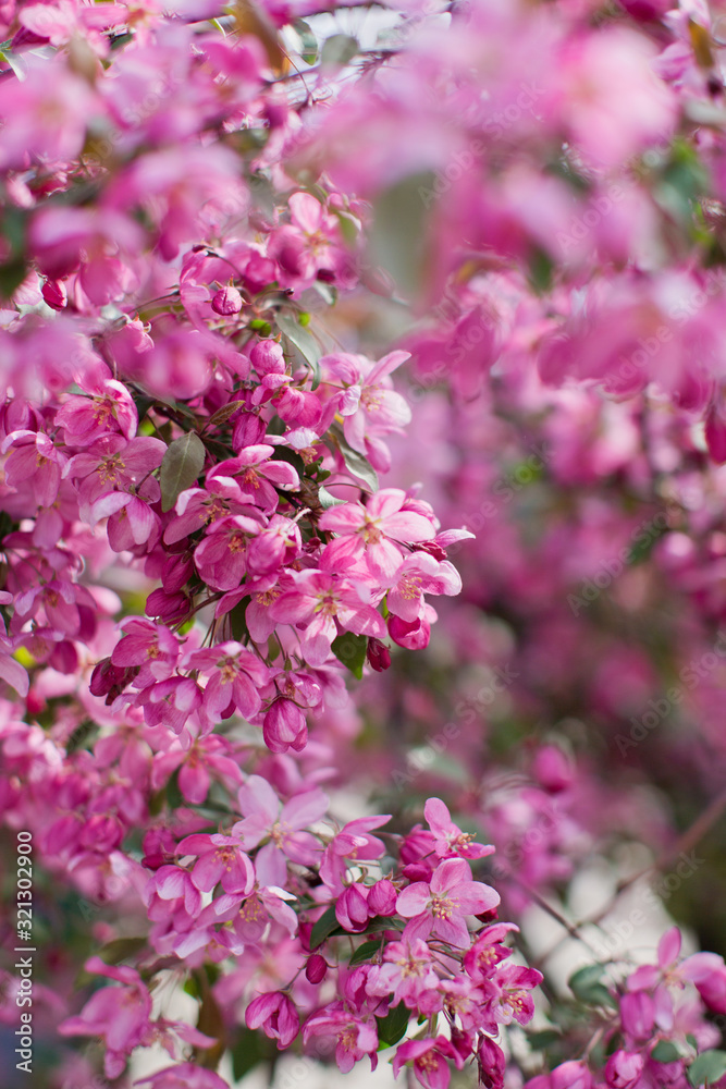 Blossom tree with pink flowers. Sakura blossom tree.