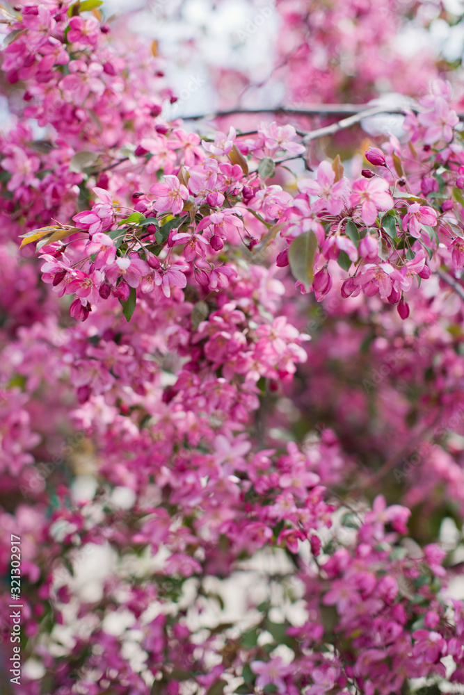 Blossom tree with pink flowers. Sakura blossom tree. Blossom tree with pink flowers. Sakura blossom tree.