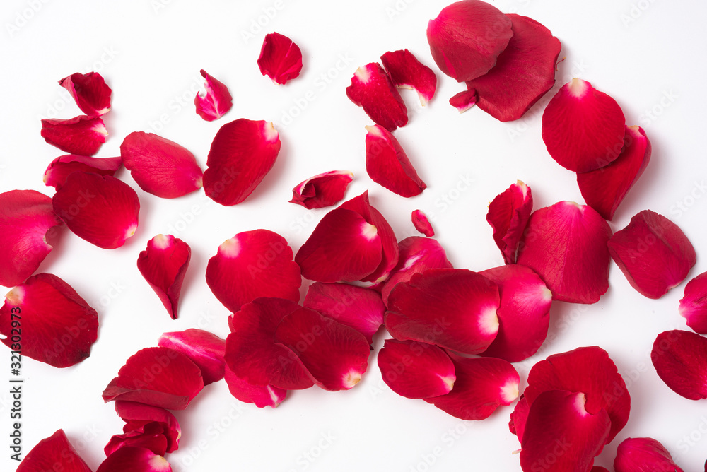 Close-up red roses petal on white background Close-up red roses petal on white background