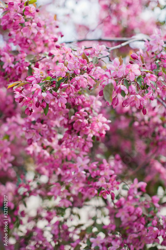 Blossom tree with pink flowers. Sakura blossom tree.