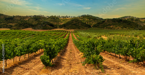 Vineyard on the road to Santiago de Navarra