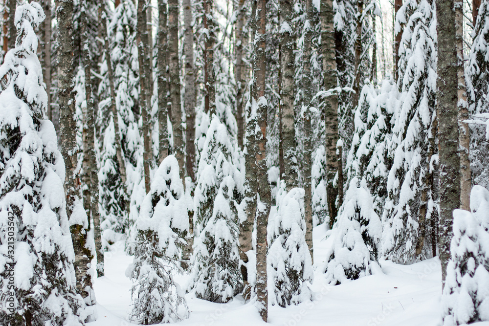winter coniferous forest with large and small trees dusted with snow winter coniferous forest with large and small trees dusted with snow