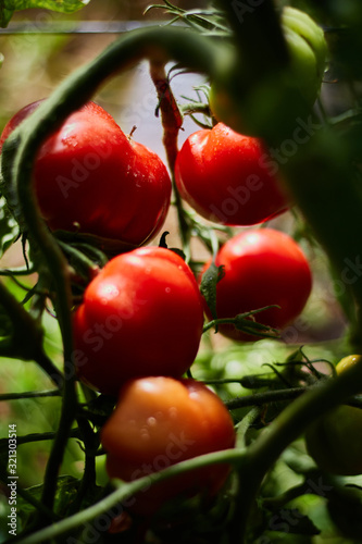 Tomates rojos maduros en planta natural