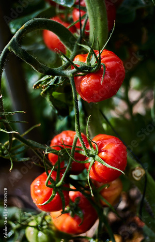 Tomates rojos maduros en planta natural