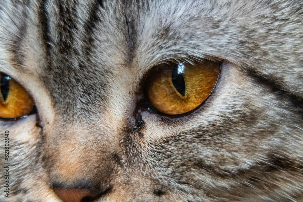 Young crazy surprised cat make big eyes closeup. American shorthair surprised cat or kitten funny face big eyes. Young cat looking surprised and scared. Emotional surprised wide big eye kitten at home Young crazy surprised cat make big eyes closeup. American shorthair surprised cat or kitten funny face big eyes. Young cat looking surprised and scared. Emotional surprised wide big eye kitten at home