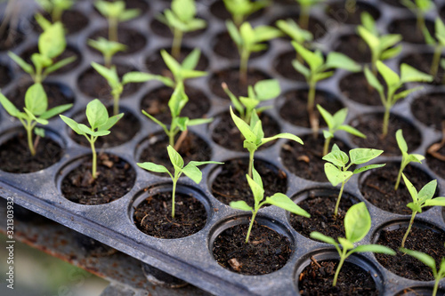 Cultivation chilli sprout in soil tray