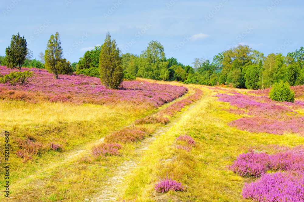 Lüneburger Heide im Herbst bei Wilsede - landscape Lueneburg Heath in ...