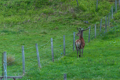 Deer in the meadow at a fence. Concept  animal life  man-animal relationship