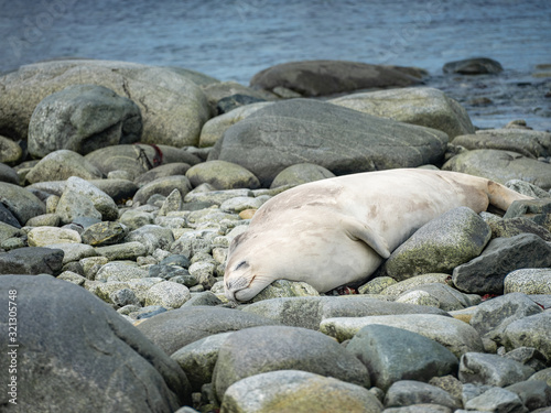 sleeping seal with smile on the stones