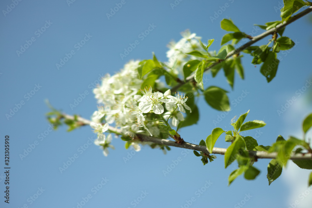 fiore ciliegio