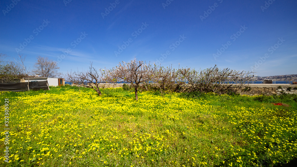 Procida (Napoli, Italy) - Field and yellow flowers in springtime