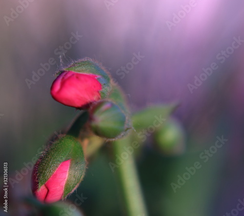 Red, pink  flower buds and green stalk macro in soft focus against blurry violet background