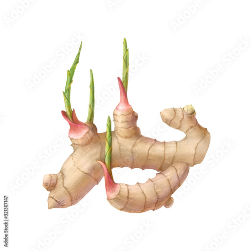 Fényképezés Sprouting Ginger Root Pencil Illustration Isolated on White with Clipping Path