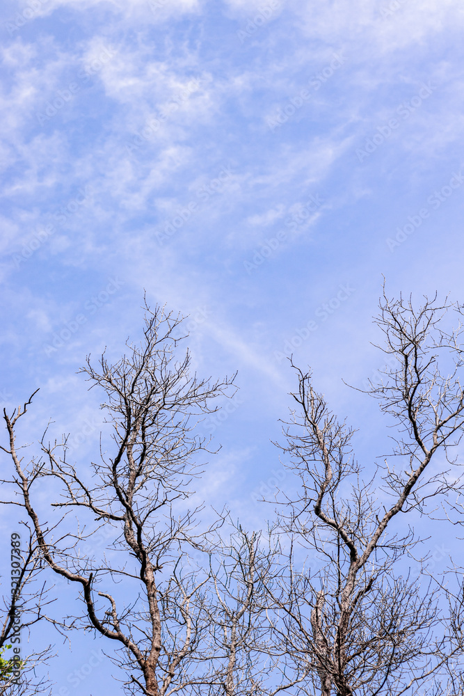 The image of a blue sky with a dry wood leg The image of a blue sky with a dry wood leg