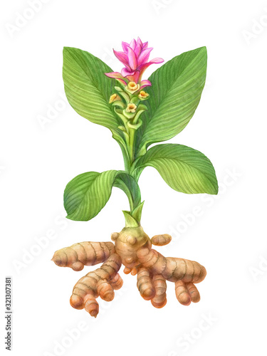 Turmeric Plant Pencil Illustration Isolated on White with Clipping Path photo