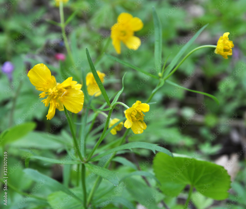Obraz premium Buttercup kashubian (Ranunculus cassubicus) blooms in the wild