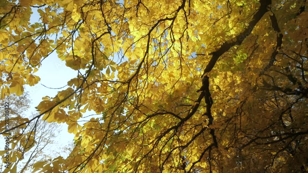 Shot of leaves in Oslo, Norway, moving 1 Shot of leaves in Oslo, Norway, moving 1