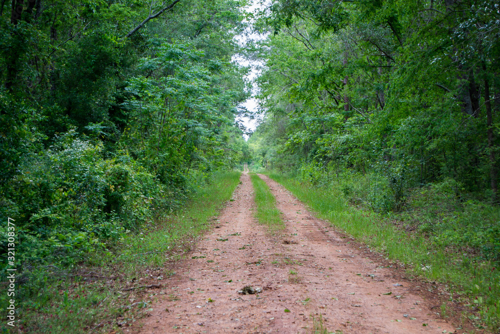 Fototapeta premium Dirt path through greenery